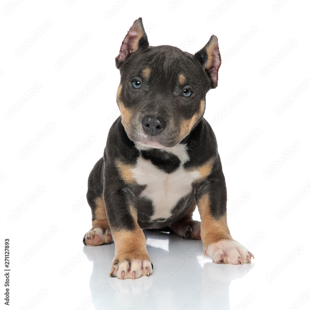 Tough American Bully puppy looking forward and frowning Tough American Bully puppy looking forward and frowning