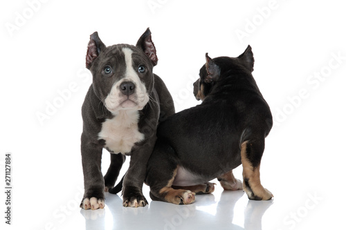 Frightened American Bully puppies looking around