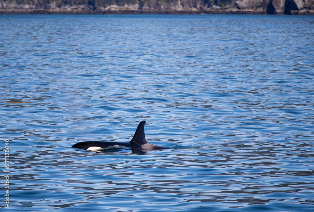 Obraz premium Orca Killer Whale surfacing in Kenai Fjords National Park in Seward Alaska United States