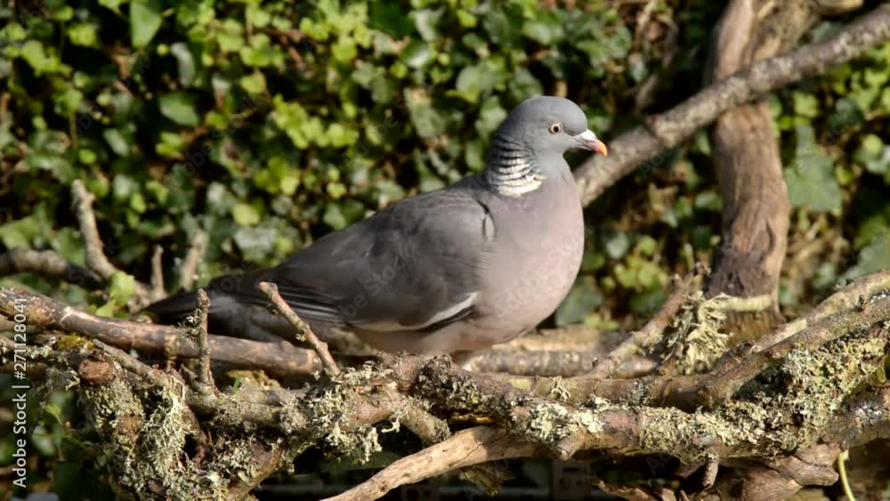 Common Wood Pigeon, Wood Pigeon, Columba palumbus Common Wood Pigeon, Wood Pigeon, Columba palumbus