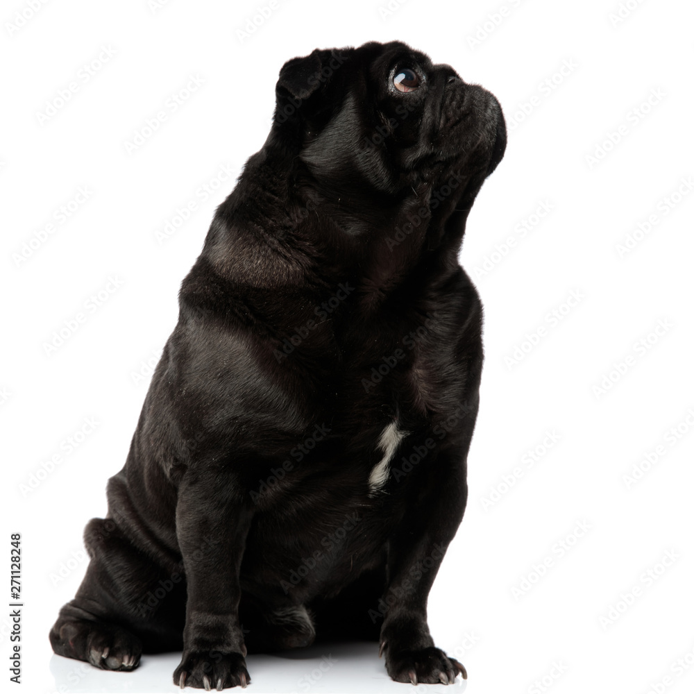 Eager pug curiously looking up Eager pug curiously looking up