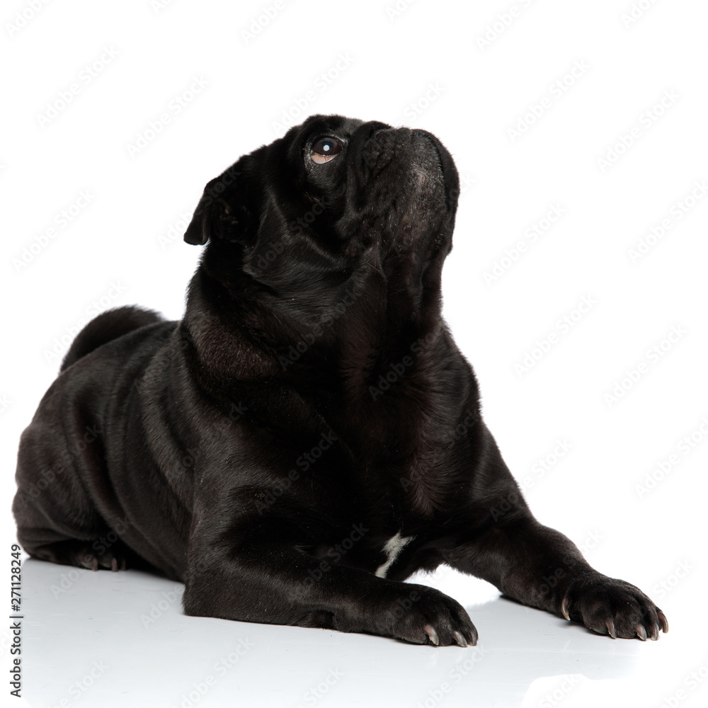 Naklejka premium Eager black pug curiously looking up