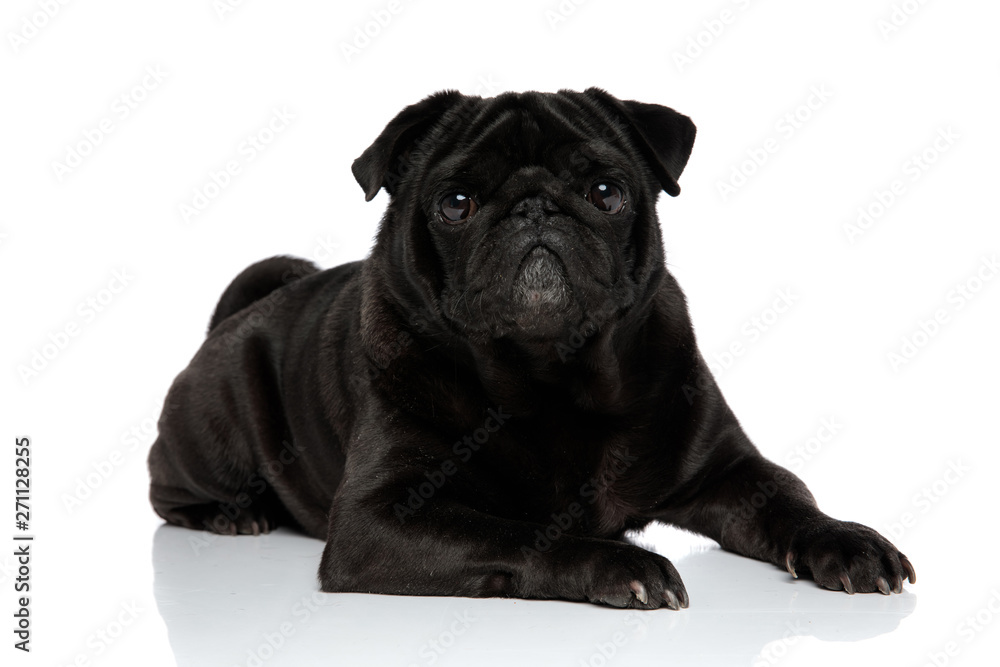 Charming black pug looking to the camera Charming black pug looking to the camera
