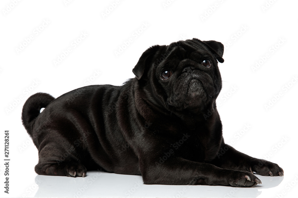 Side view of a lovely black pug looking upwards Side view of a lovely black pug looking upwards