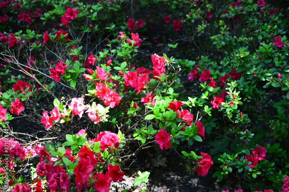 flower in the garden