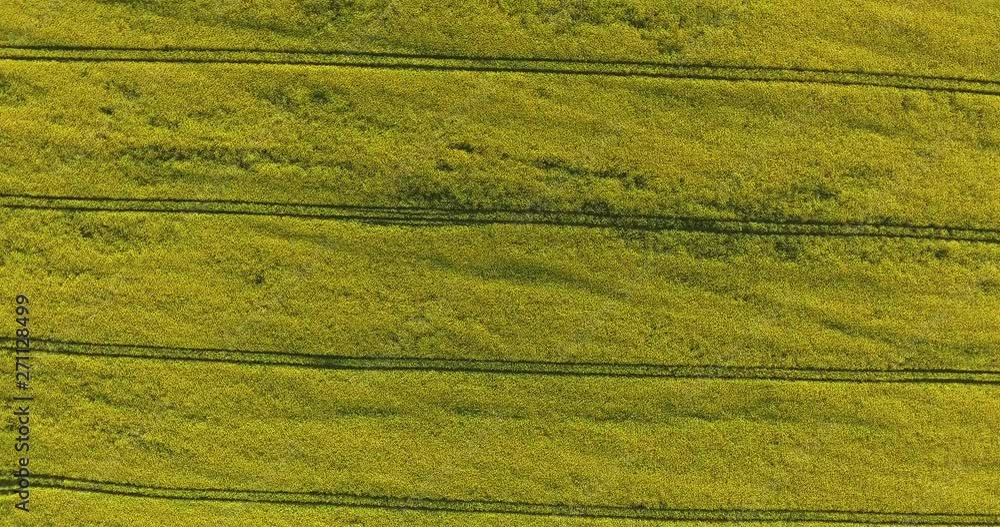 Aerial above view of spring rapeseed flower field blooming beautiful yellow rapeseed flowers field. 4k drone footage Aerial above view of spring rapeseed flower field blooming beautiful yellow rapeseed flowers field. 4k drone footage