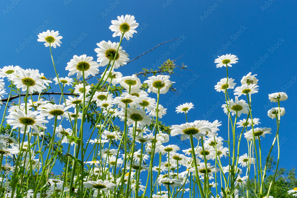 Daisies in summer Daisies in summer