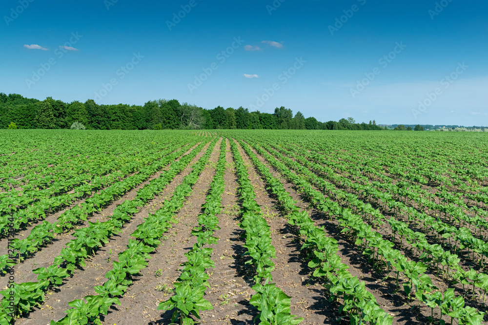 Sunflower plants on field Sunflower plants on field