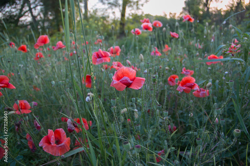 Red poppies close-up  in the green grass in the sunset