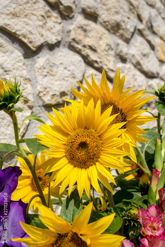Blooming sunflowers and colorful gladioli against the background of a limestone wall