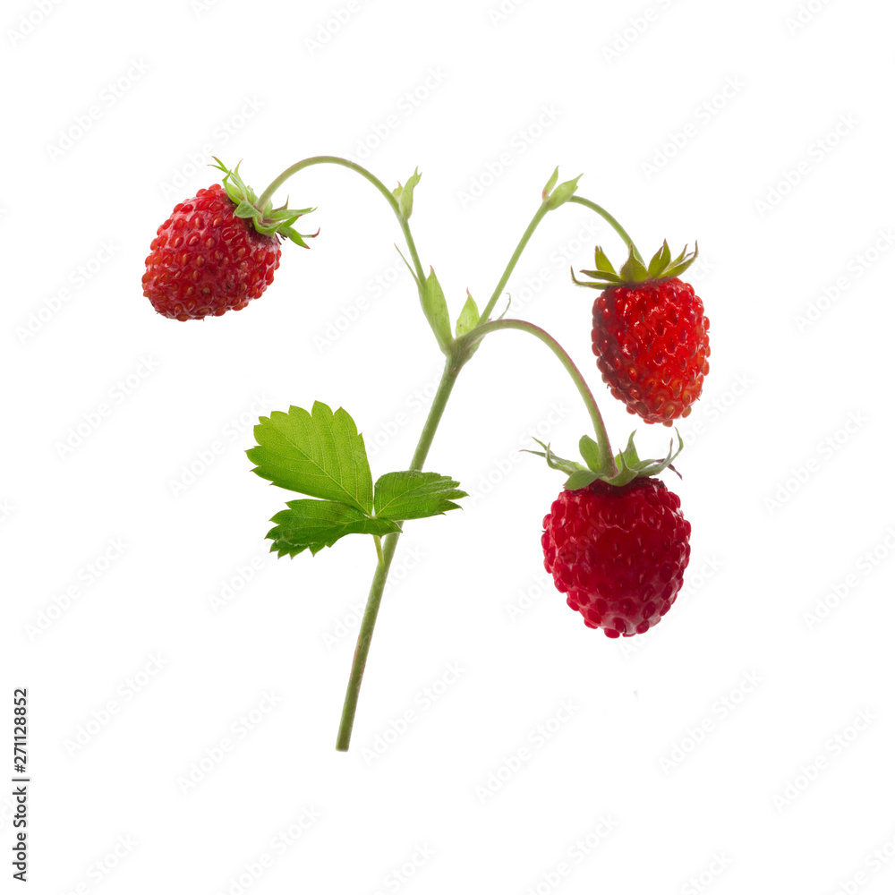branch with wild strawberries isolated on white background branch with wild strawberries isolated on white background