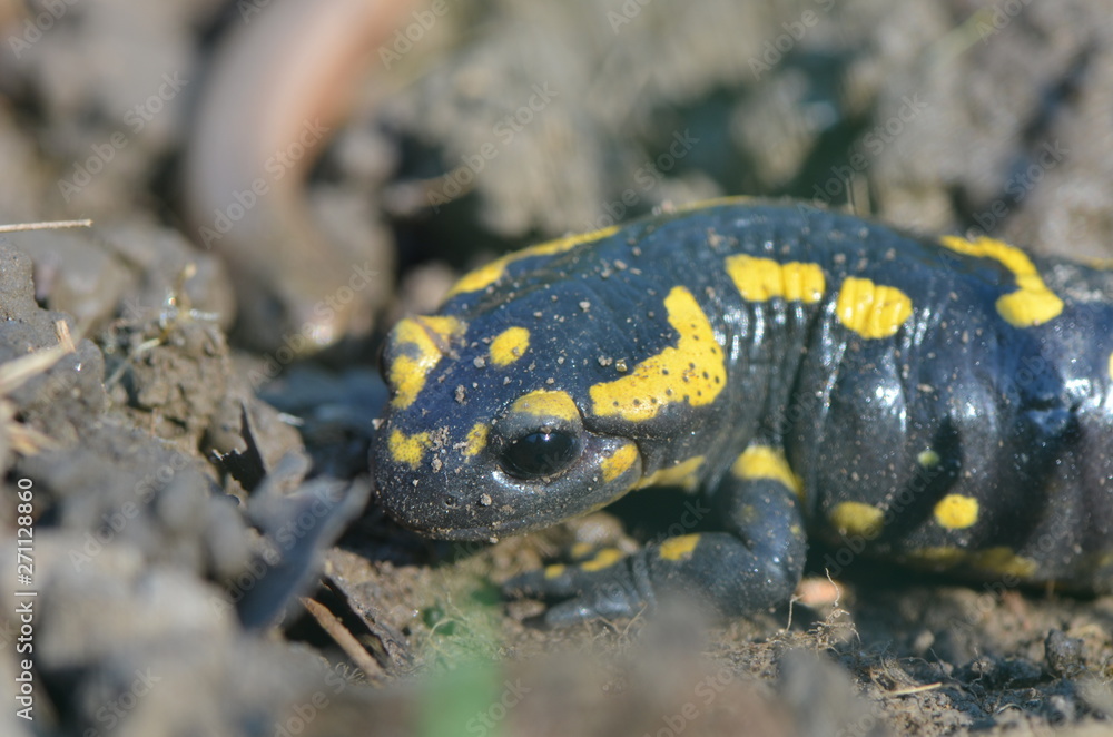 Fototapeta premium Salamandre tachetée et Overt