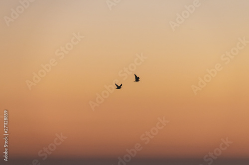 Silhouette of seagulls in flight at sunset