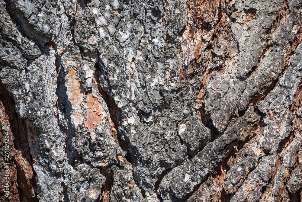 Close-up of bark of a pine trunk bark in Madrid, Spain, Europe Close-up of bark of a pine trunk bark in Madrid, Spain, Europe