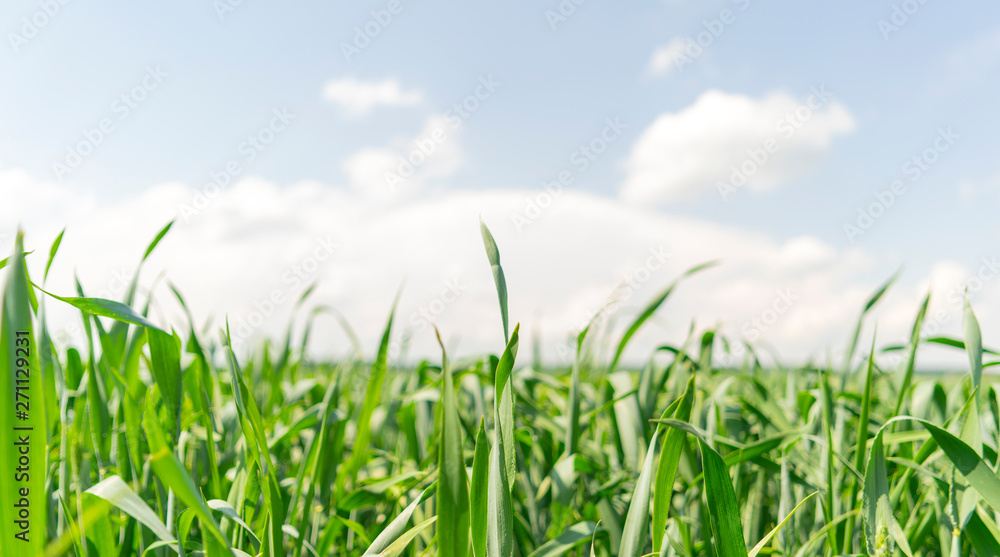 Green sprouts on the agricultural field.