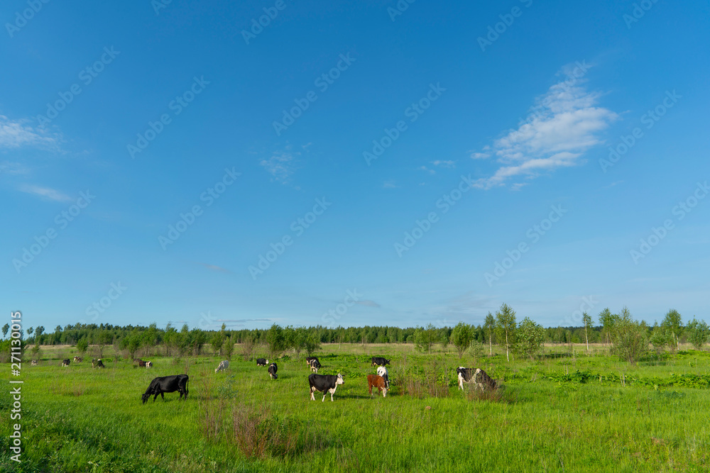 Black cows graze on a green field on a summer day.