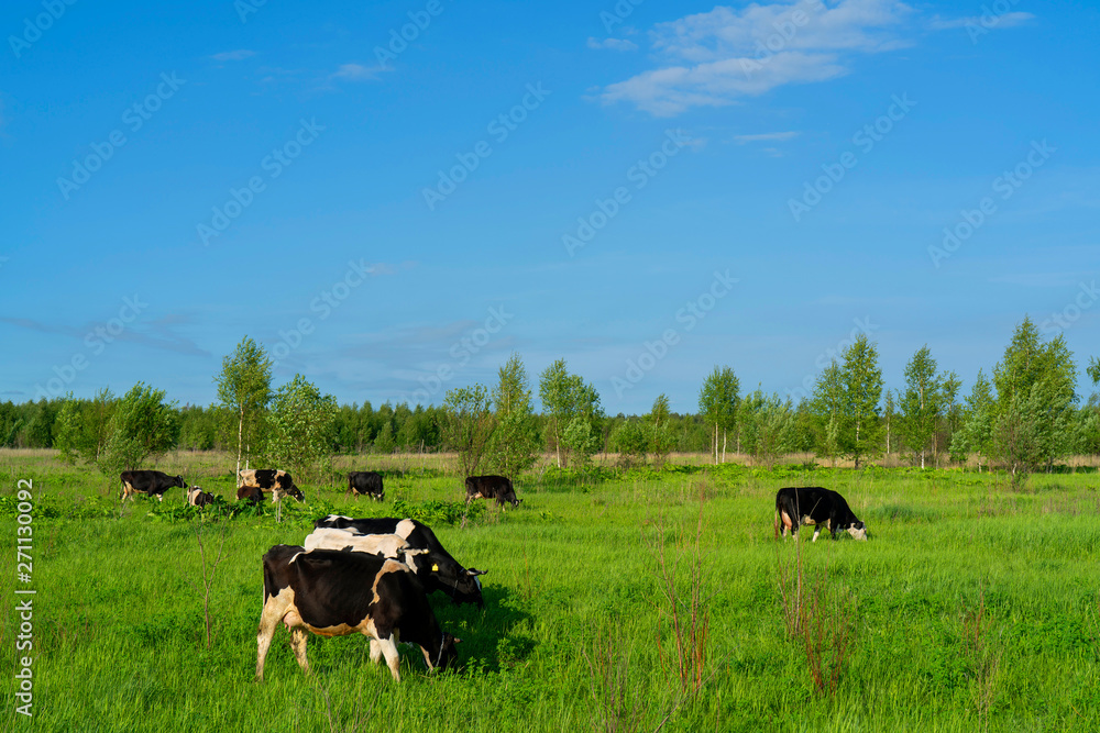 Black cows graze on a green field on a summer day. Black cows graze on a green field on a summer day.