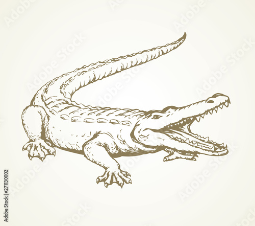 Crocodile. Vector drawing