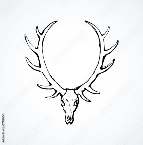 Skull of deer. Vector drawing