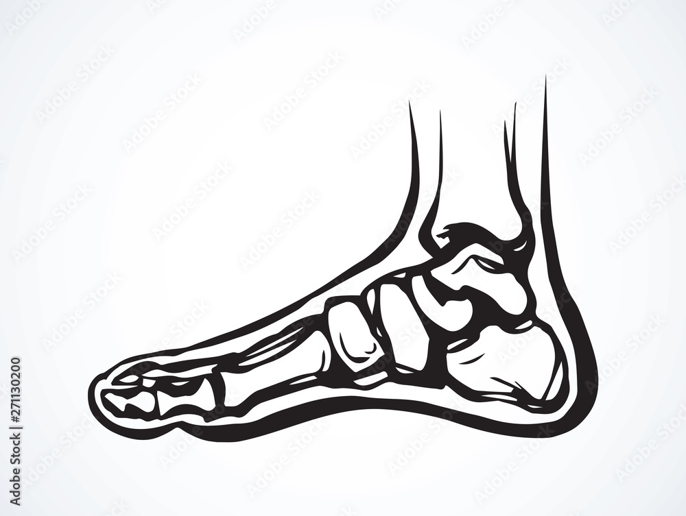 Bones of the foot. Vector drawing Stock Vector Adobe Stock