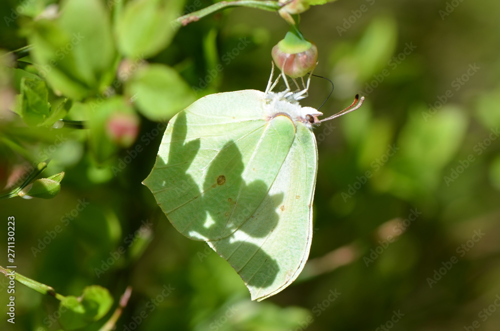 Fotografie Citron (Gonepteryx rhamni)