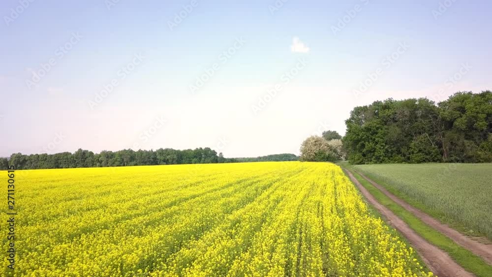 Aerial above view of spring rapeseed flower field canola Aerial above view of spring rapeseed flower field canola