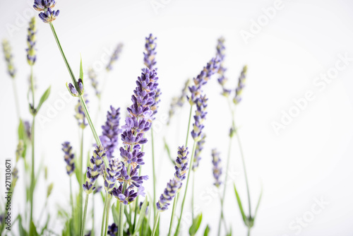 isolated closed up lavender on white background