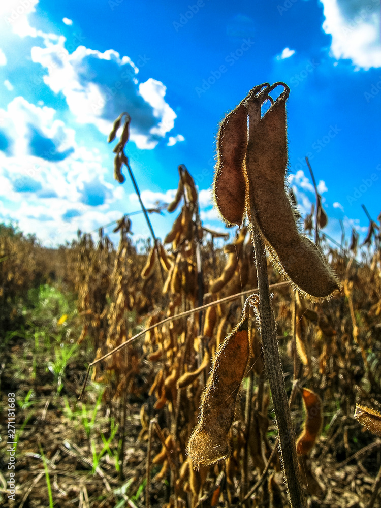 soybean plant on field in Brazil