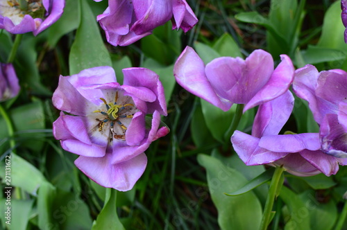 purple flowers in the garden