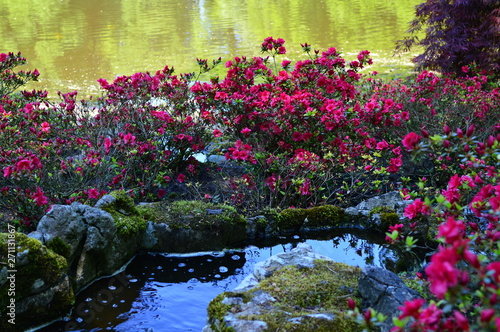 Wallpaper Mural pond with pink lilies Torontodigital.ca