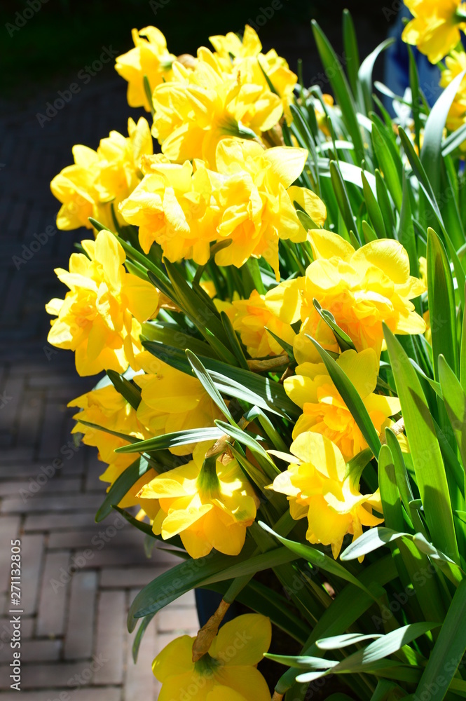 Obraz premium bouquet of yellow tulips