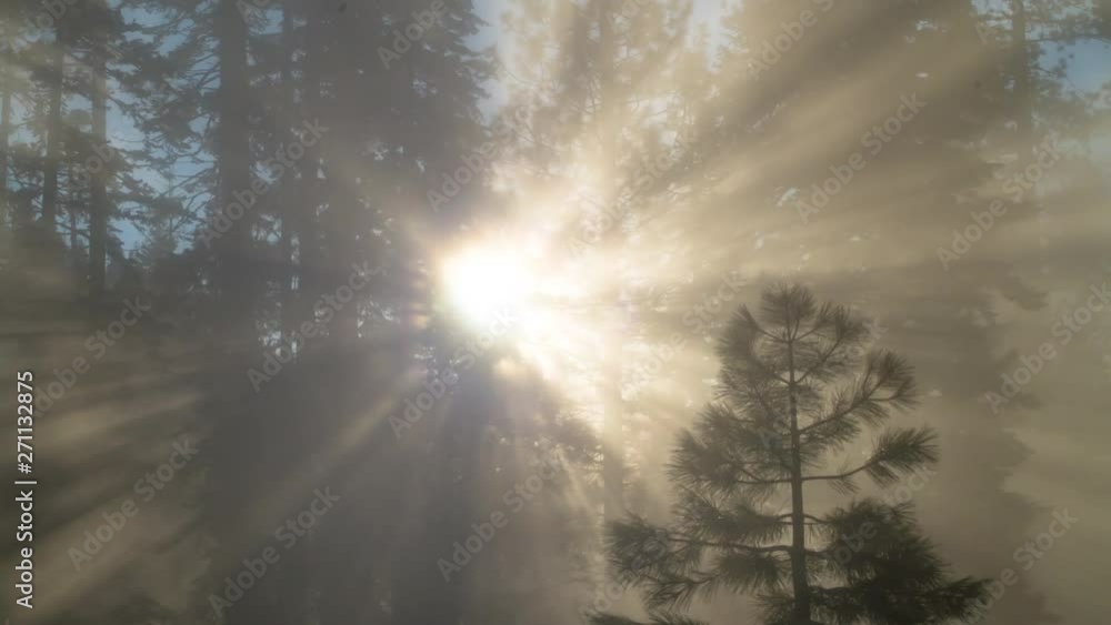 Sun rays through misty morning fog in forest. Sun rays through misty morning fog in forest.