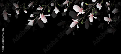 realistic Magnolia flower isolated on black background. symbol of summer, femininity in the style of realism. 3d, three-dimensional seamless rose flower background for invitation. Widescreen. vector g
