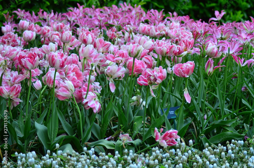 Obraz premium pink flowers in the garden