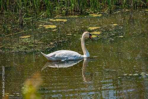 Lonely swan swimming at lake in evening  Germany  Summer time