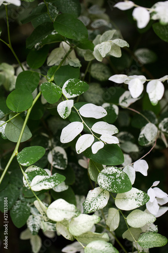 variegated plant