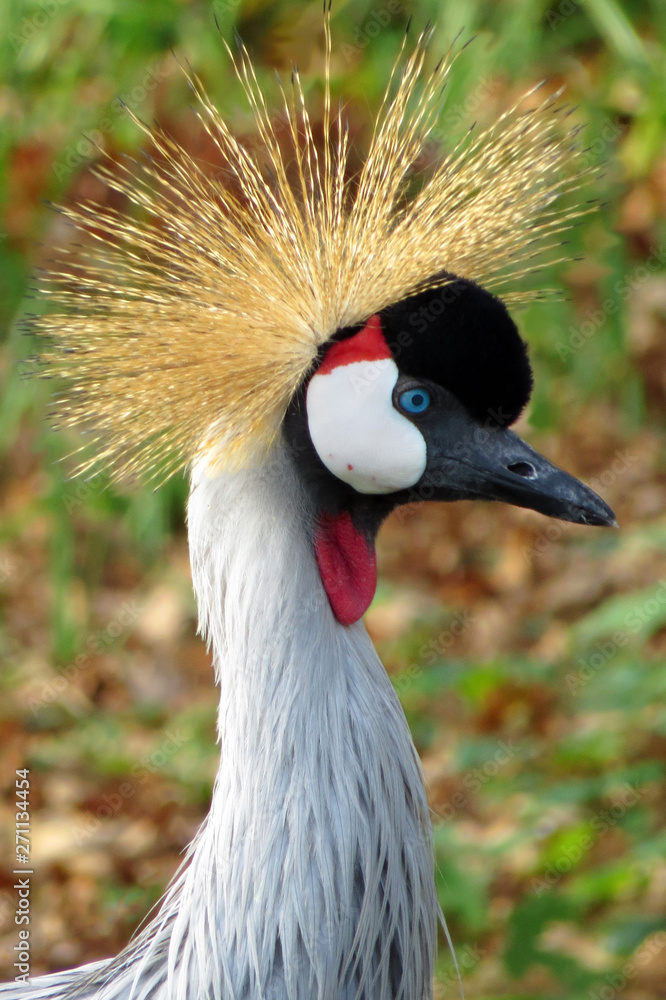 Fototapeta premium Head of an african grey crowned crane with crown (Balearica regulorum)