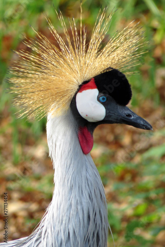 Head of an african grey crowned crane with crown (Balearica regulorum)