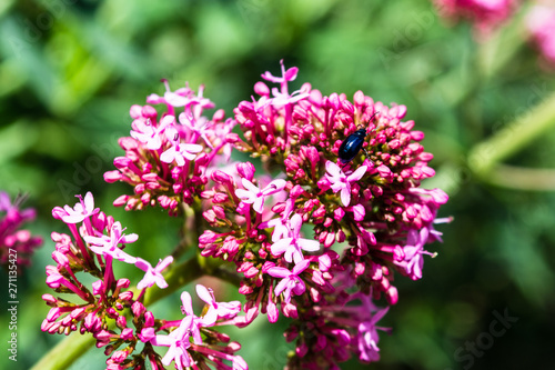 A close up of red valerian Centranthus ruber flowers with a beetle exploring