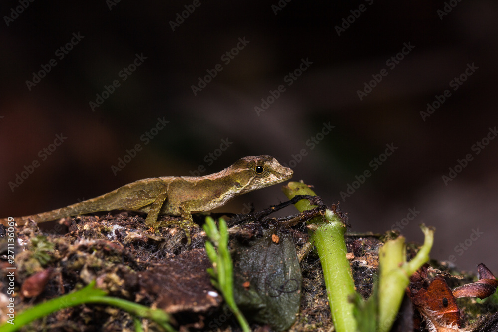 Naklejka premium Eidechse Panama Regenwald