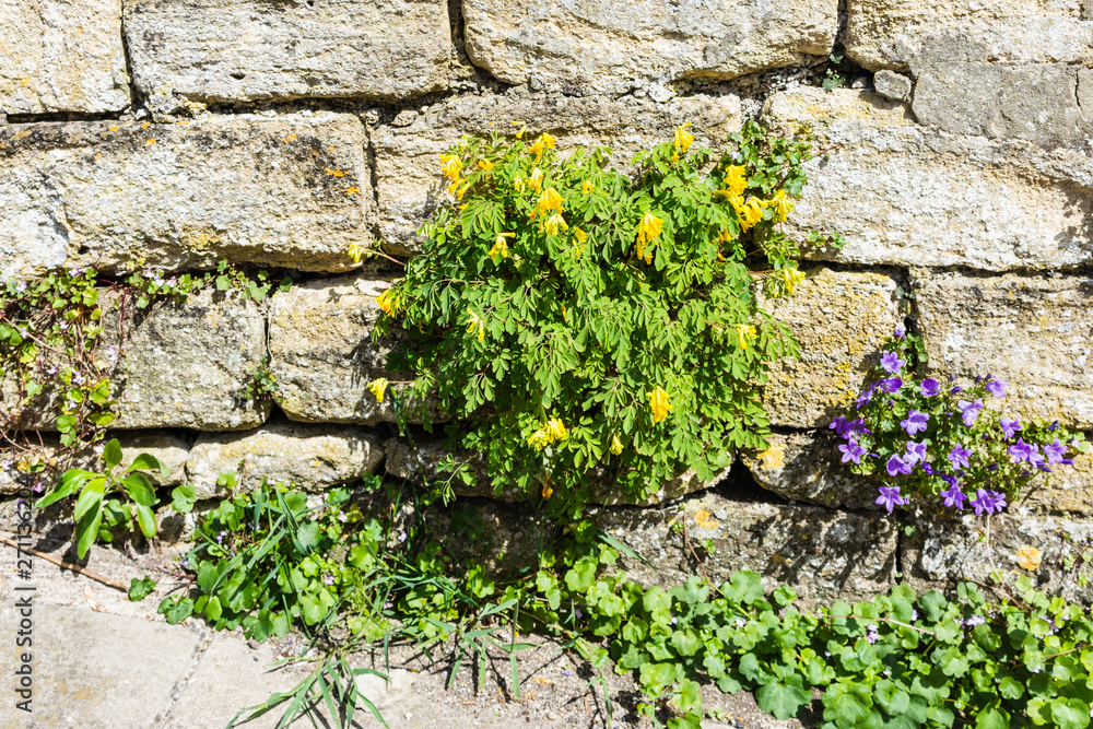 Clump of yellow corydalis Pseudofumaria lutea growing in a stone wall Clump of yellow corydalis Pseudofumaria lutea growing in a stone wall