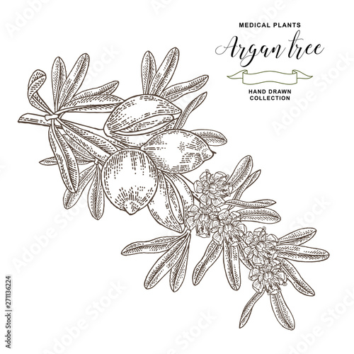 Argan tree, argania spinosa branch with nuts and flowers. Medical and cosmetic plants. Vector illustration engraved.