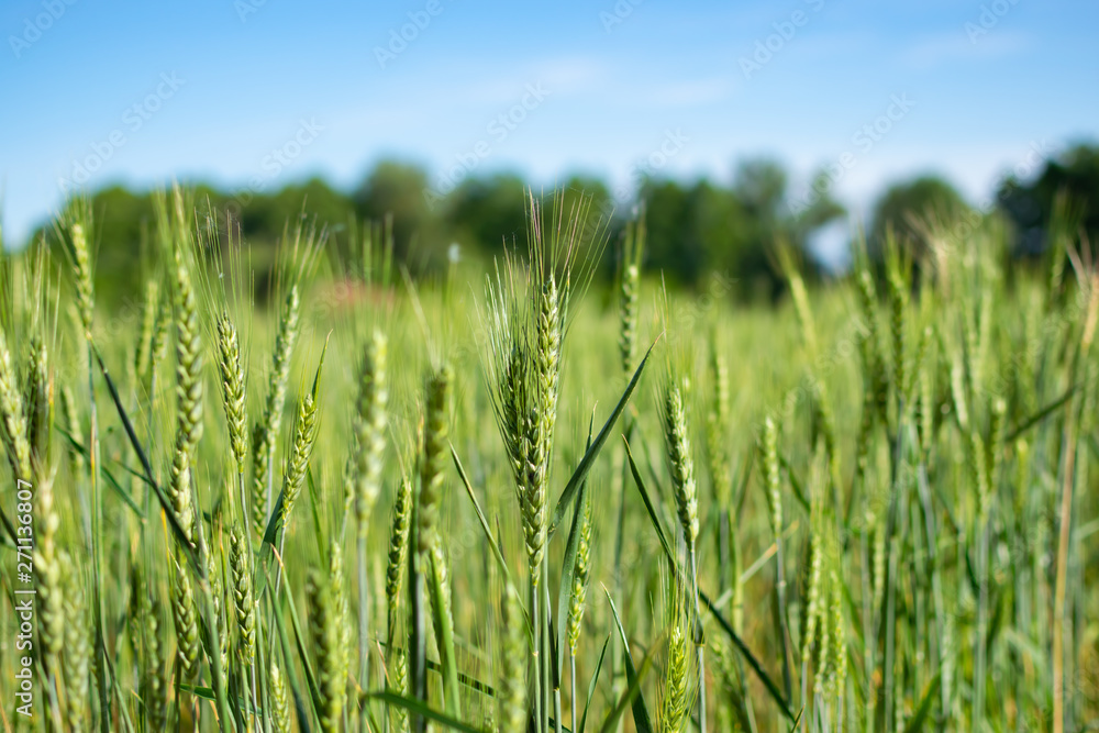 Beautiful green field of wheat on blue sky background. Summer natural wallpaper. Beautiful green field of wheat on blue sky background. Summer natural wallpaper.