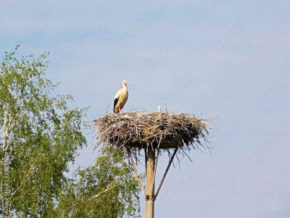 Fototapeta premium Storks in the high nest