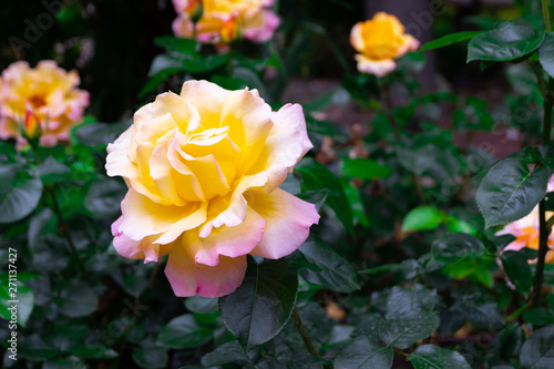 Gorgeous yellow and pink roses in summer garden