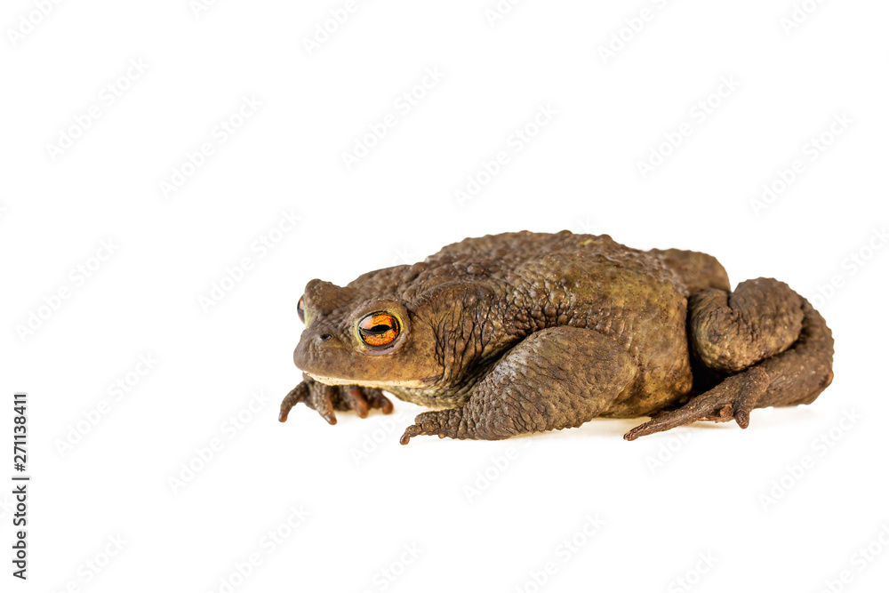 Common toad or Bufo bufo isolated on white background Common toad or Bufo bufo isolated on white background