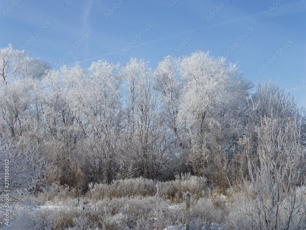 trees in winter