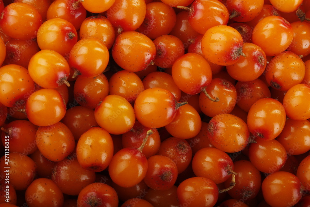 fresh sea backthorn berries background