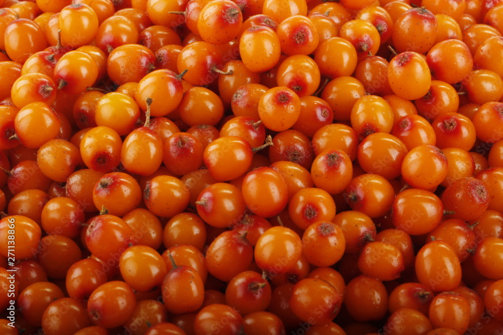 fresh sea backthorn berries background fresh sea backthorn berries background
