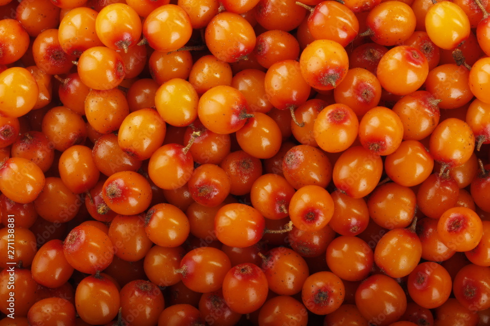 fresh sea backthorn berries background fresh sea backthorn berries background